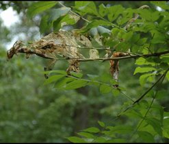 Hnědásek osikový - larvální hnízdo. Autor snímku: O. Čížek.