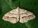 Pozorování nočních motýlů u Kateřinské jeskyně Pozorování nočních motýlů v Moravském krasu