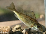 Za rybím tajemstvím řeky Ohře 2019 Za rybím tajemstvím řeky Ohře 2019