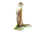 Eurasian Otter