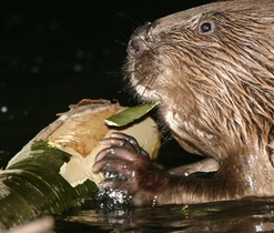 Kácení stromů bobry je časté od měsíce října do dubna. Autor snímku: L. Vogeltanz.