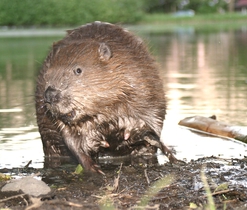 Samice bobra evropského. Autor snímku: L. Vogeltanz.