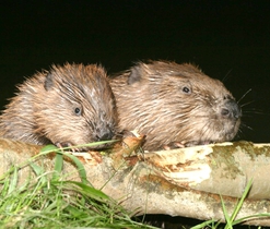 Kácení stromů bobry je časté od měsíce října do dubna. Autor snímku: L. Vogeltanz.