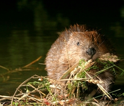 Potravou bobrů jsou také byliny. Autor snímku: L. Vogeltanz.