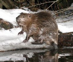 Bobři jsou aktivní i v zimních měsících. Autor snímku: L. Vogeltanz.