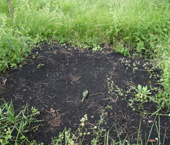 Ploška připravená pro výsadbu matizny. Zdroj: Sagittaria.