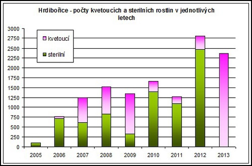 Graf zastoupení kvetoucích a nekvetoucích jedinců matizny bahenní v roce 2013 v NPP Hrdibořické rybníky.