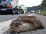 Přejeté vydry v Beskydech: divoká zvířata hynou kvůli neprostupné krajině Přejeté vydry v Beskydech: divoká zvířata hynou kvůli neprostupné krajině