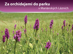 Za orchidejemi do parku v Mariánských Lázních 2018