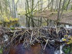 O bobrovi s pracovníky ochrany přírody středočeských obcí s rozšířenou působností O bobrovi s pracovníky ochrany přírody středočeských obcí s rozšířenou působností
