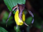 Vzácná orchidej střevíčník pantoflíček by mohla v Českém ráji růst na více místech Vzácná orchidej střevíčník pantoflíček by mohla v Českém ráji růst na více místech