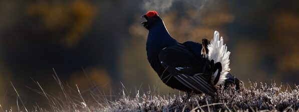Foto: Ondřej Prosický