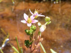 Hairy Stonecrop