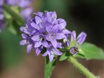 Goat's Rue Bellflower