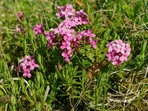Daphne cneorum
