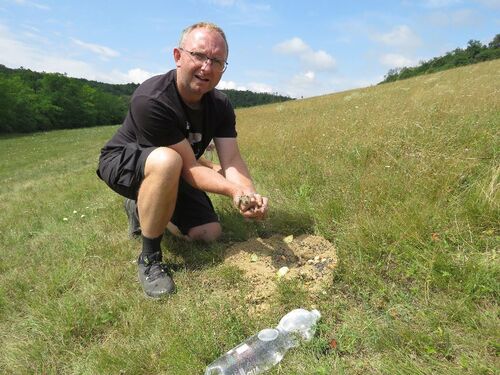 Ochránce přírody drží sysla v ruce a chystá se jej vypustit do aklimatizační ohrádky.