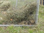 60 vzácných syslů má nyní nový domov v Českém středohoří Vypuštěno: 60 vzácných syslů má nyní nový domov v Českém středohoří
