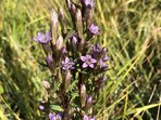 Vzácným hořečkům pomůže pěstování v botanické zahradě Vzácným hořečkům pomůže pěstování v botanické zahradě