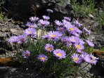 Hvězdnice alpská – České středohoří a Liberecko